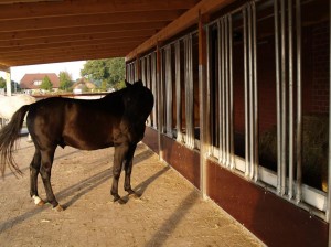 Pohled na stěnu z Horseking - Rollraufe Pohled na stěnu z Horseking - Rollraufe